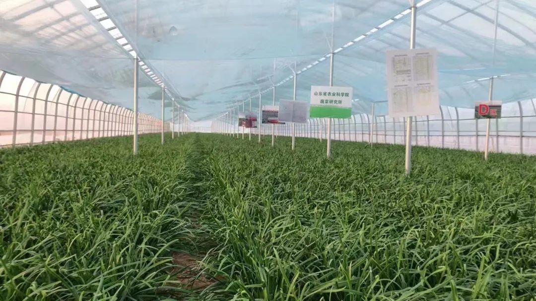 逛吃逛吃歌曲,逛吃逛吃