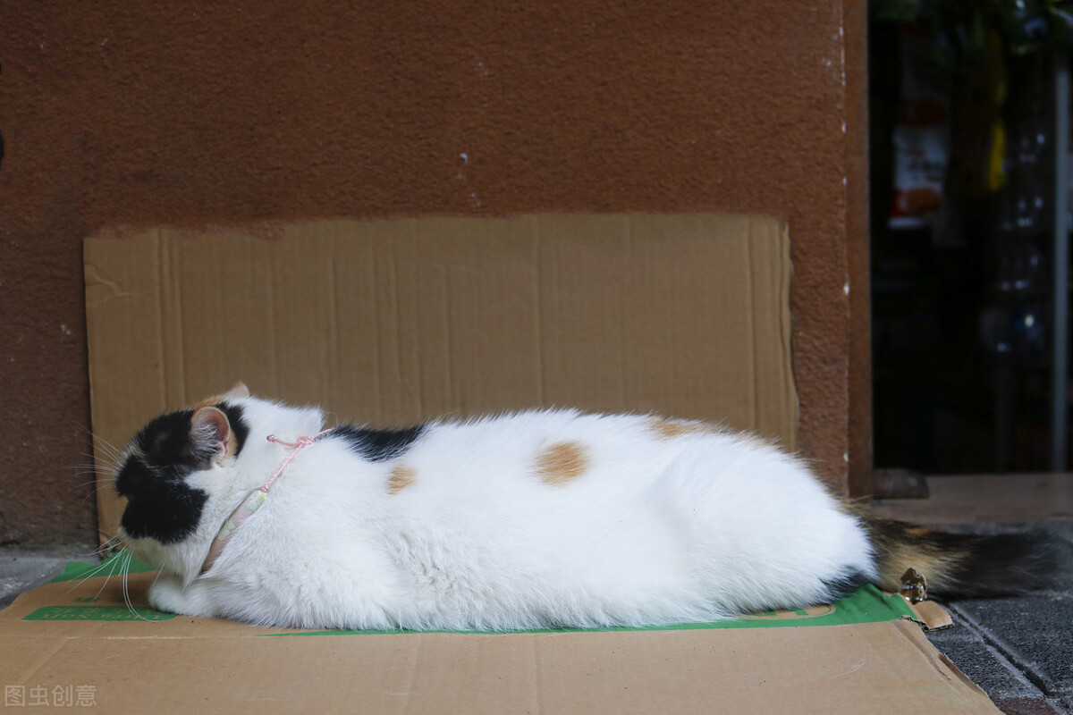 猫咪屁屁肿拉稀还有血,猫咪拉稀拉血怎么回事