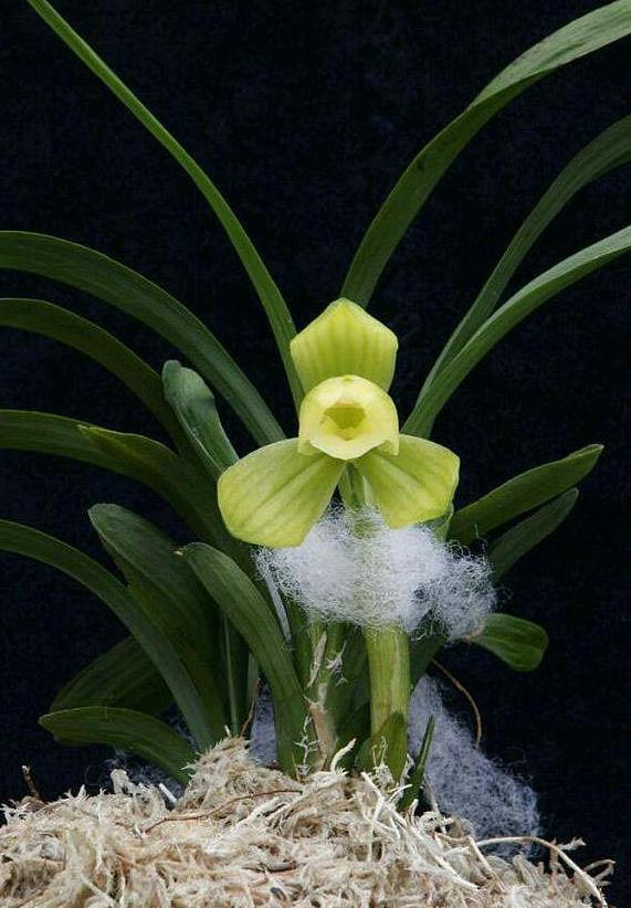 世界十大天价花卉，最贵的花多少钱