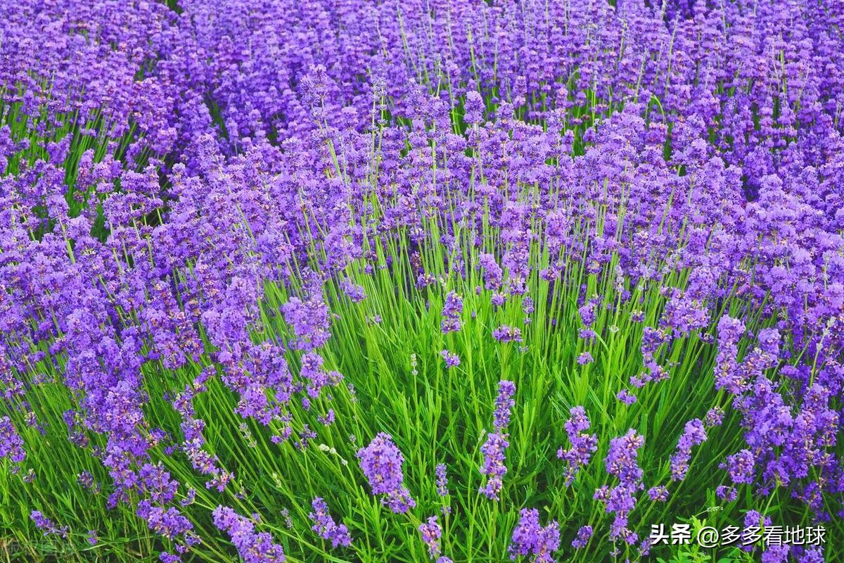 鎺㈣浜氭床鑺遍兘鏄嗘槑鏂楀崡椴滆姳灏忛晣,椴滆姳灏忛晣涔嬫梾