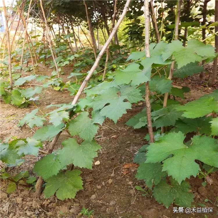 种植葡萄怎么摘心,葡萄摘心的正确方法巨峰葡萄