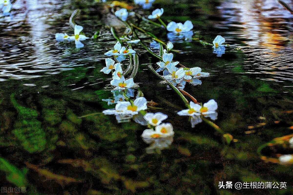 水生花卉栽培方法和技术,十种常见水生花卉