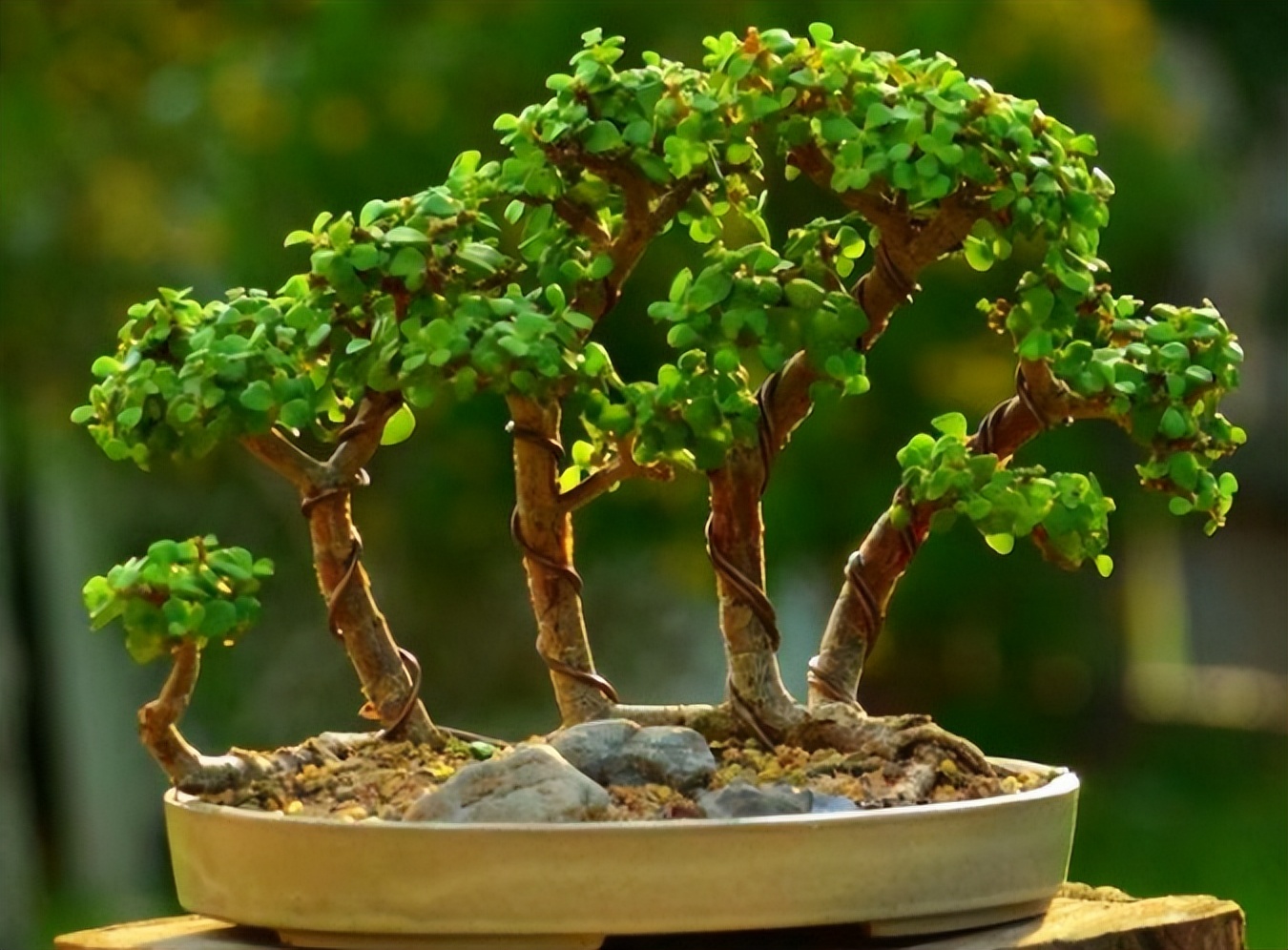 100种耐寒耐旱花卉,哪种花最耐旱不用浇水