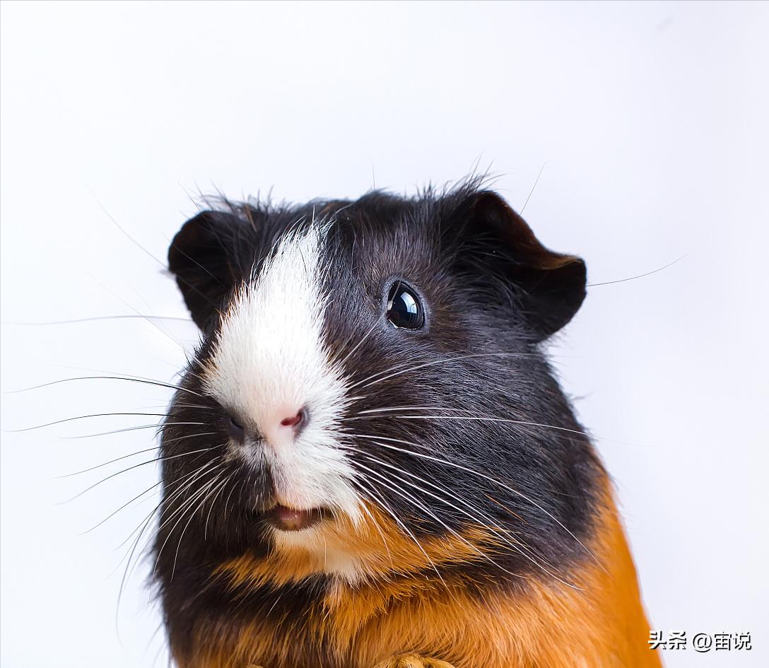 豚鼠的养殖前景,豚鼠的生活习性和生存环境