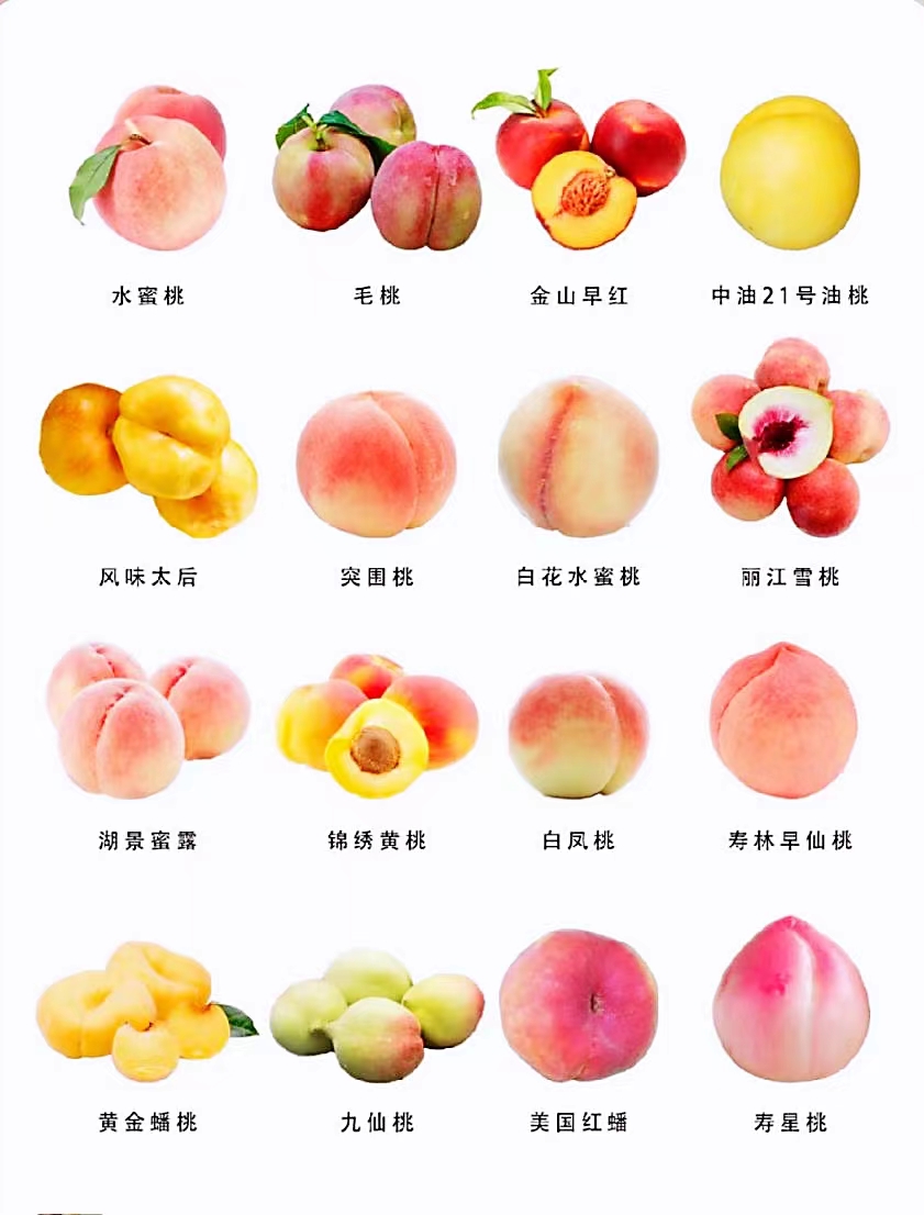 桃子品种大全及介绍,常见桃类的种类及特点