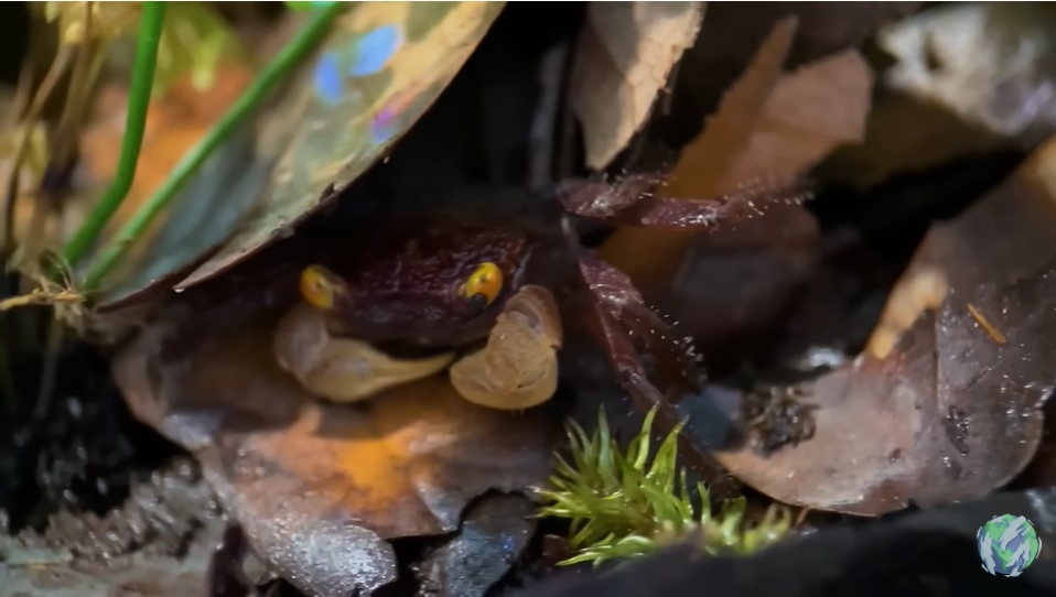 美国小哥在卧室建出一缸热带雨林，食物链环环相扣，太强了