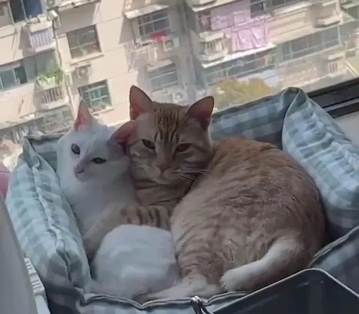 70万网友在线围观我家猫猫“搞黄色”：越看越上头，越看越变态