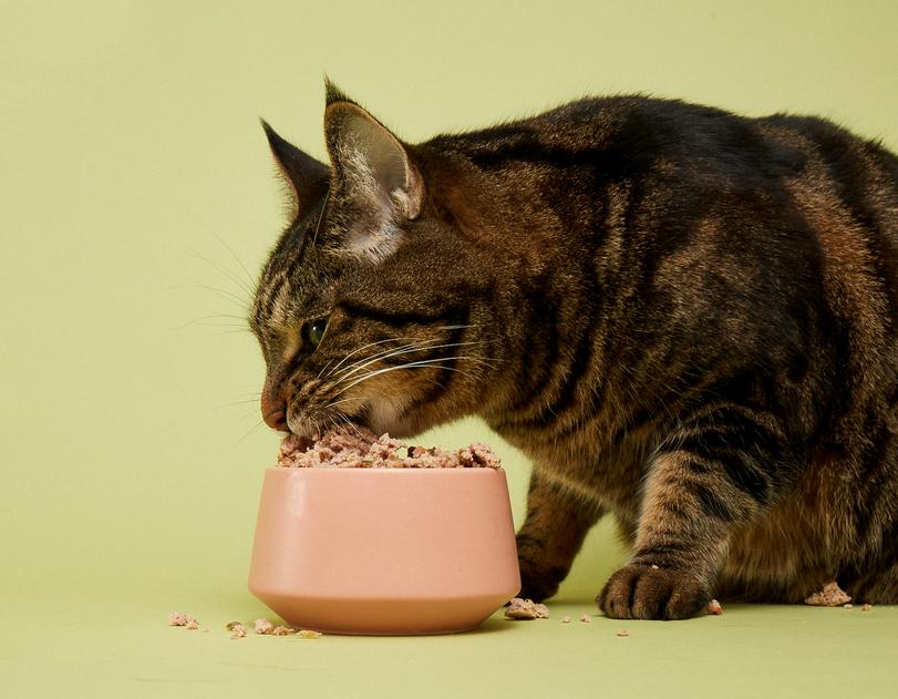 狗换粮没到7天旧粮没了怎么办,为什么宠物要七天换粮