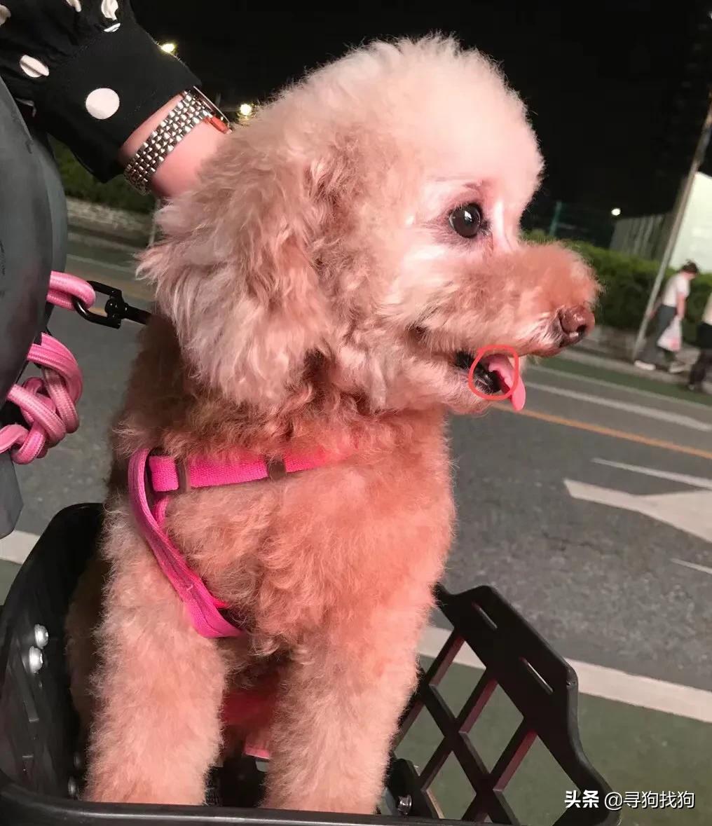 广州天河寻狗启事,广州天河寻狗泰迪