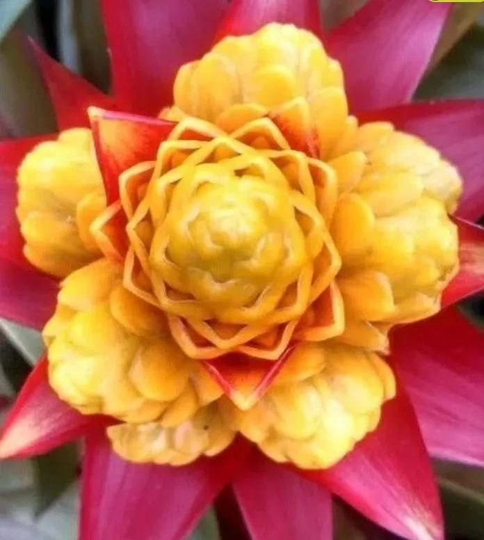 各种形态的花卉,30多种奇异的鲜花供你欣赏收藏