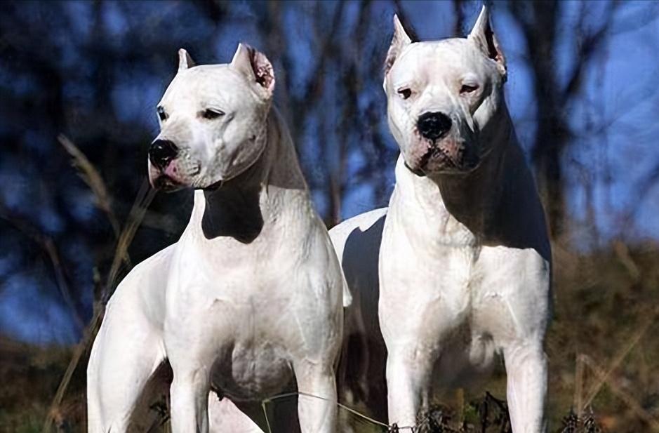 泰迪被2只杜高撕咬主人呼救,泰迪被2只杜高撕咬完整版