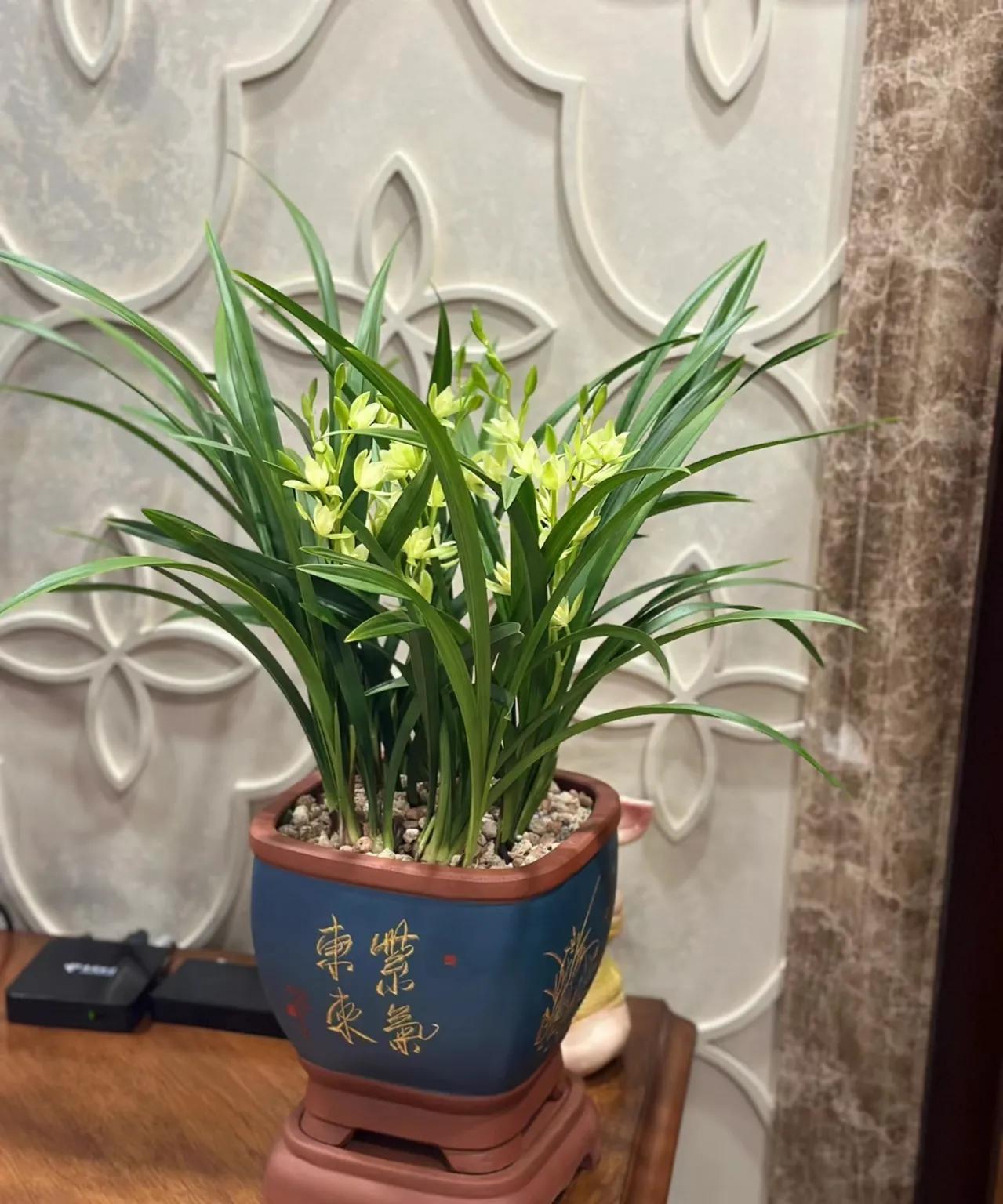 俗语“屋里有三花，非富即贵家”，说的是什么花？看你家有没有？