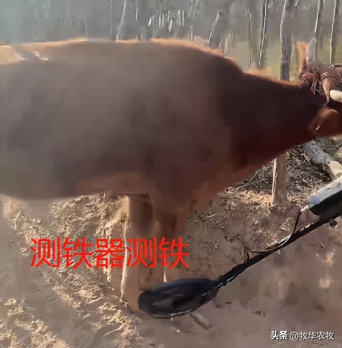 怎么判断牛胃里是不是有铁,牛吃了铁怎么判断还有没有救