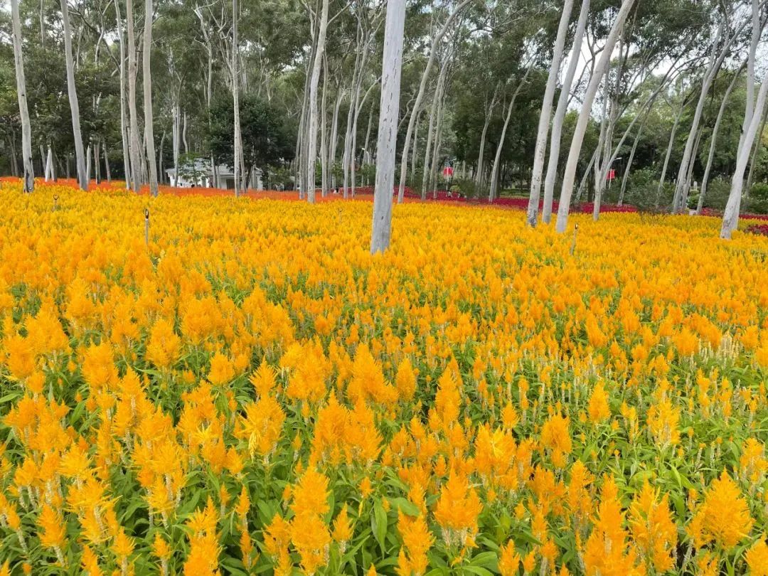 厦门秋游最佳去处,厦门周边秋游