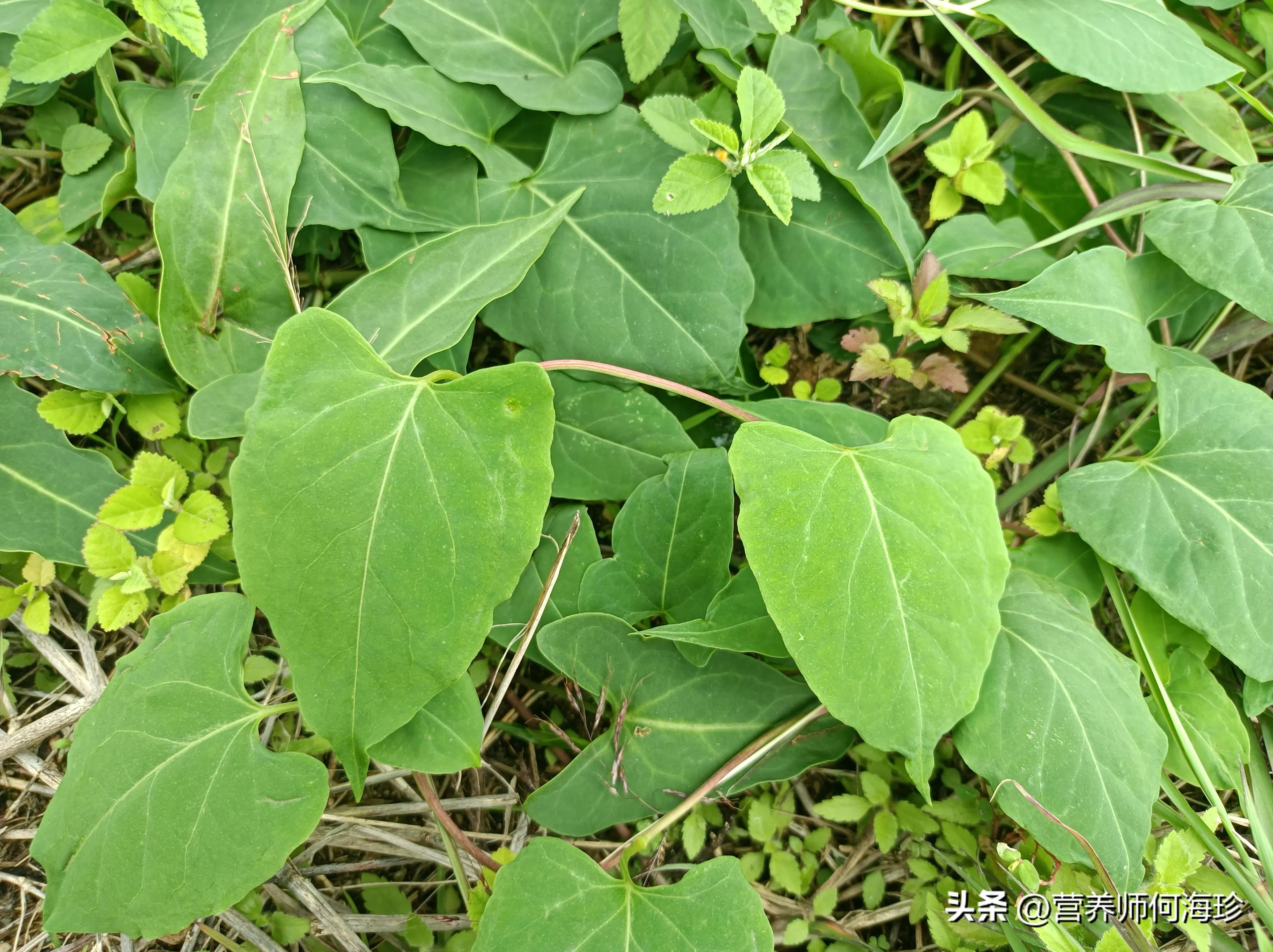 有人说何首乌的根长得像人形,中药乌发草