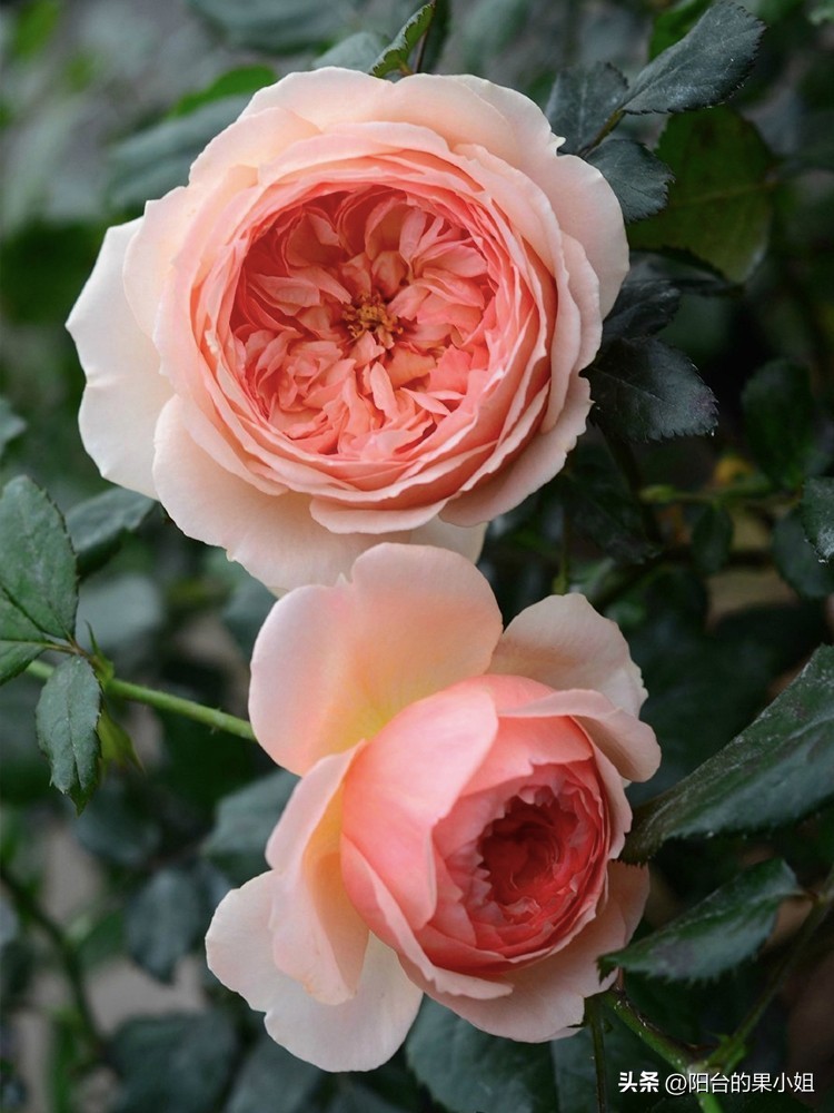 盘点那些容易“一日散”的月季,你还要奋不顾身的选择它们吗?