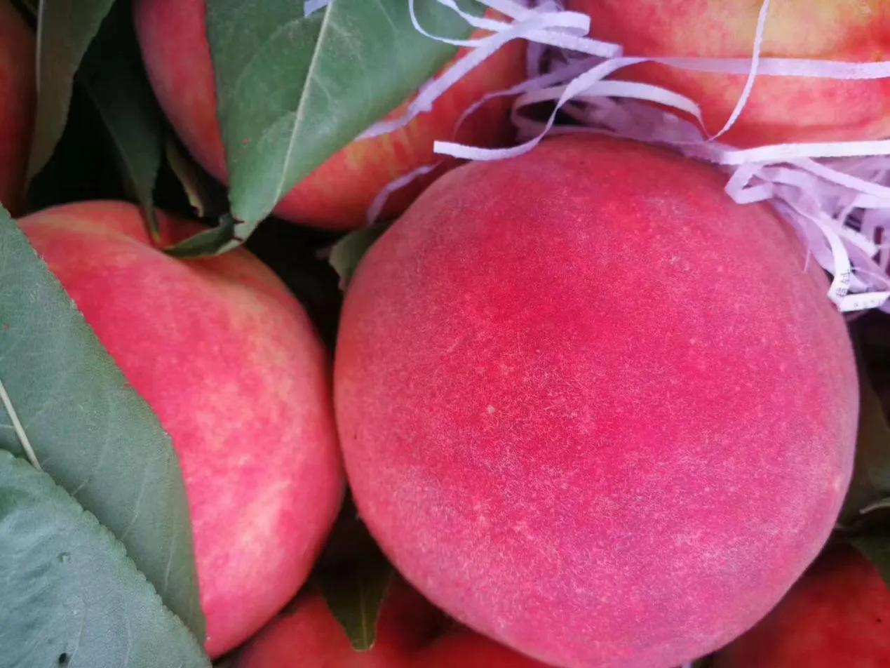 小蜜桃正山小种,小蜜桃郸城店