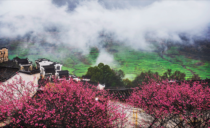 春色满园风景摄影,婺源摄影写真