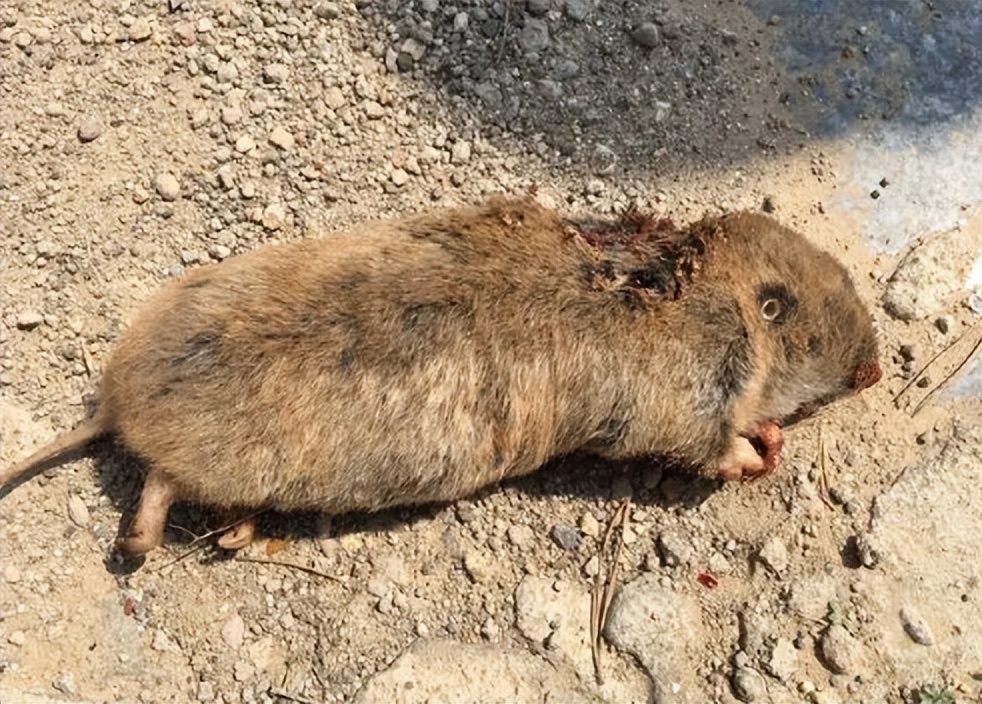 人工养殖老鼠能干嘛,养殖老鼠能致富吗