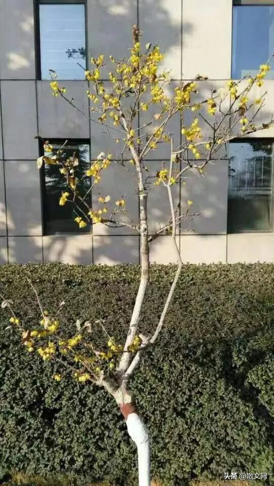 电视剧麓山之歌免费观看,电视剧麓山之歌精彩片段