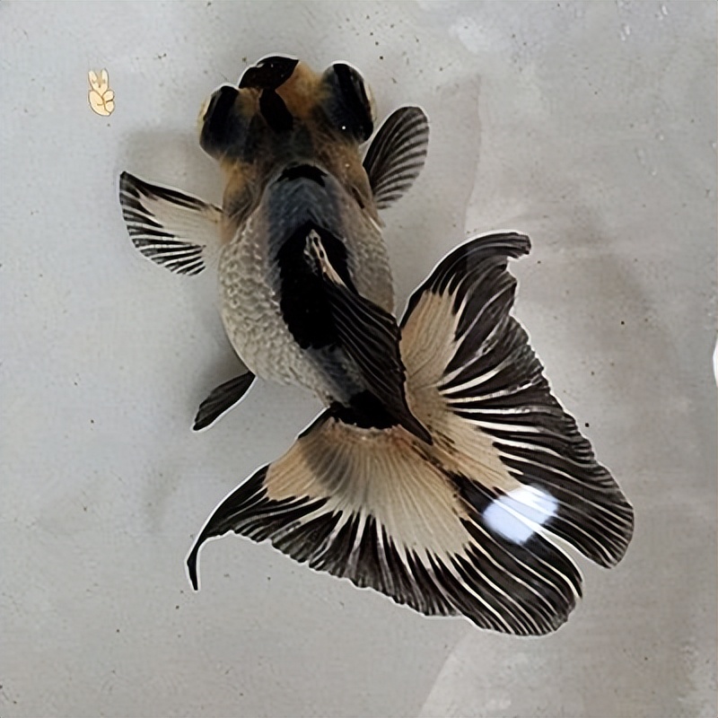 金鱼如何挑选小视频,怎么在渔场挑选金鱼