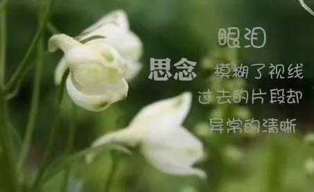 清明遥祭对天堂挥之不去的思念,清明遥祭天堂里的亲人