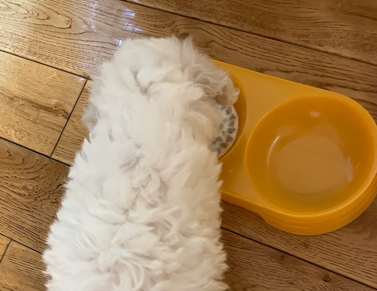 两个多月的比熊关围栏里养好吗,比熊1-12个月喂养方法