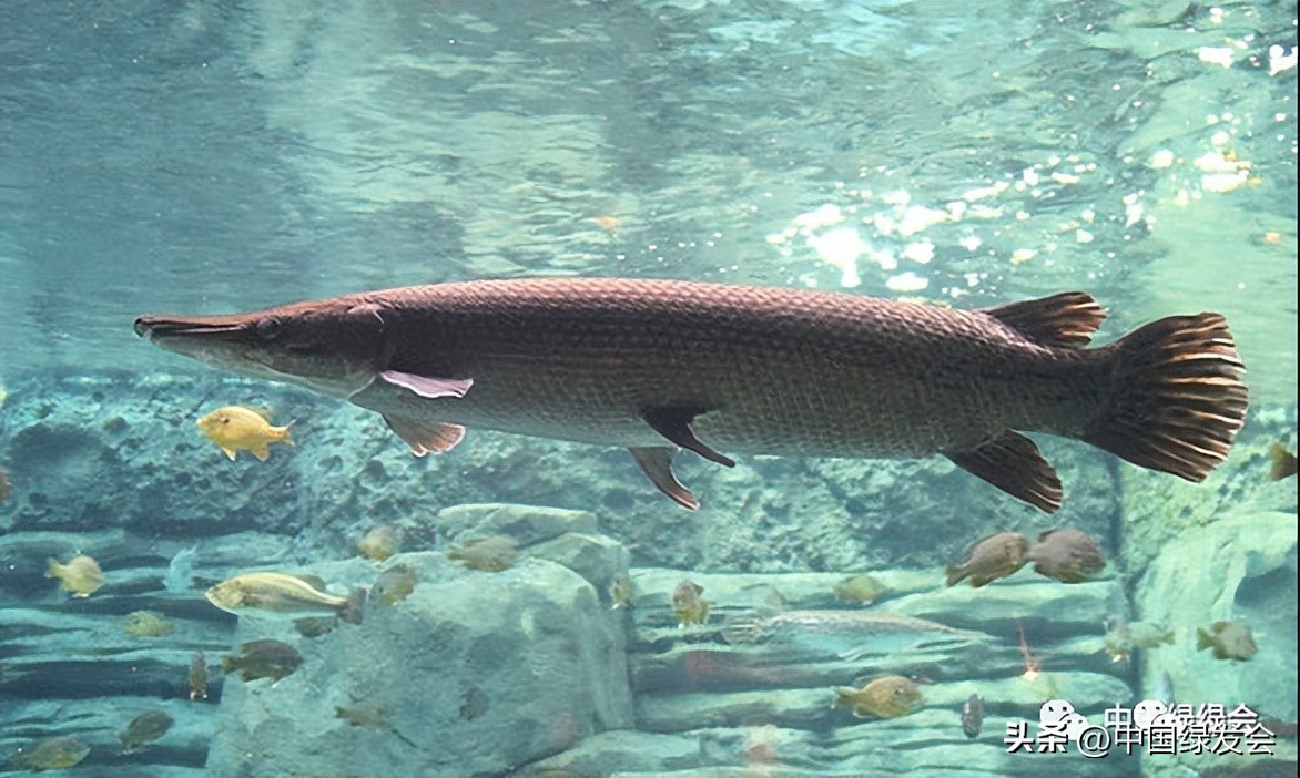 人民日报关于放生的规定,放生行为最新政策