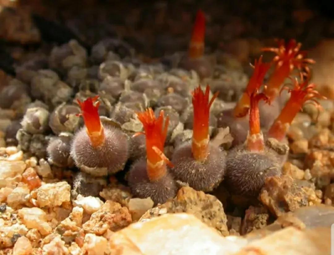 多肉植物石头开花,多肉石头花秋季