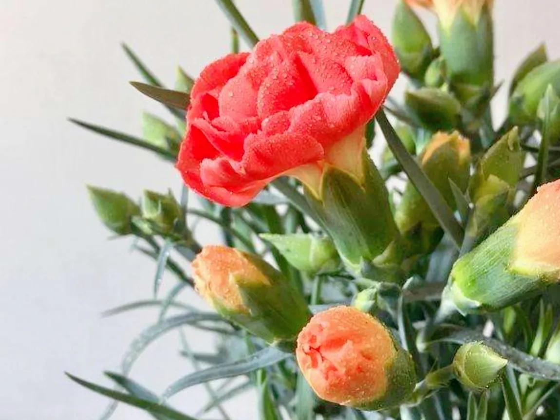 春夏之交，越来越多的花含苞欲放，这一百种娇媚蓓蕾真是美不胜收