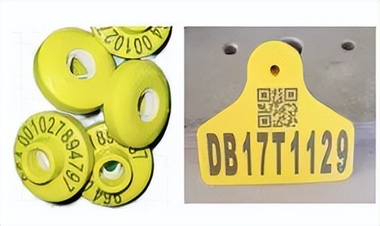 智慧赋能丨种羊场里的“科技范儿”