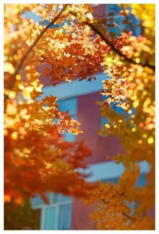 秋季限定|昆明九所学校，送你诗意校园里的一抹金