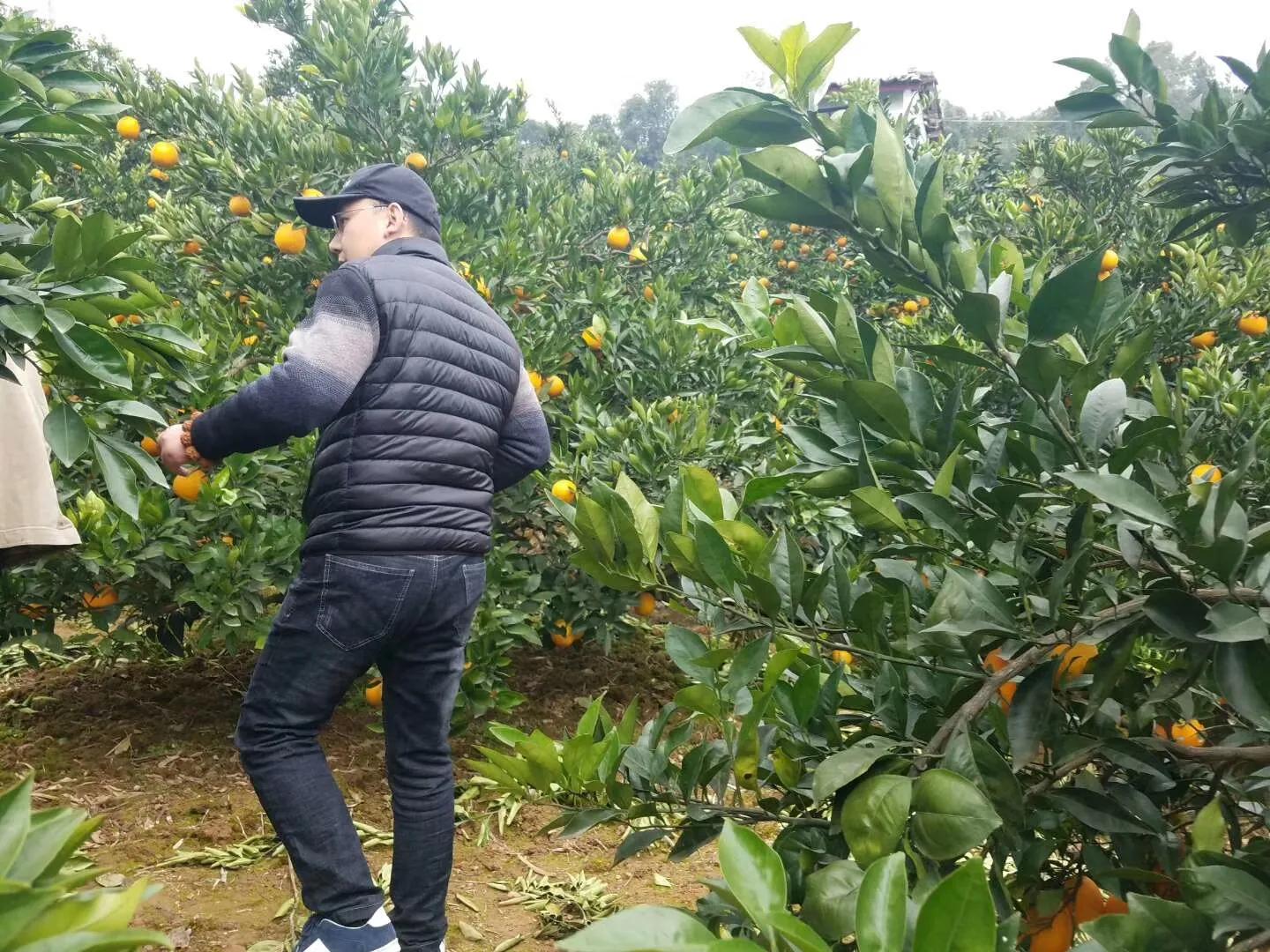 创业种植致富之路有哪些,农村种植致富项目及利润