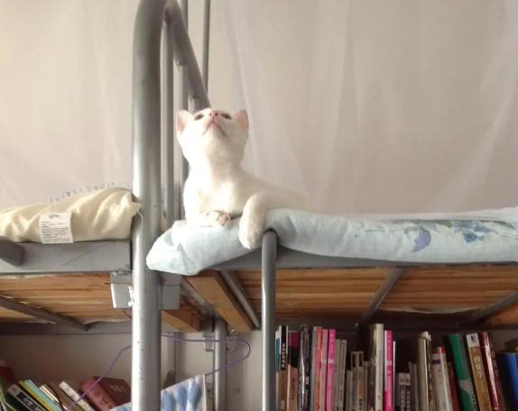 怎么拒绝室友在宿舍养猫,在寝室里养猫室友是一种什么反应