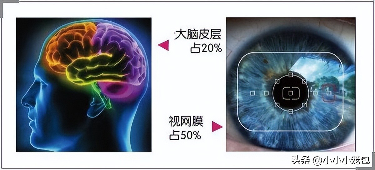 dha吃了真的可以变聪明吗,吃dha真的能提高孩子智商吗