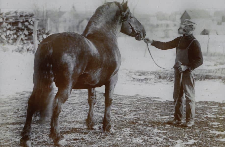 欧洲人为什么吃马肉,欧洲没粮食吃的欧洲人吃什么