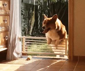 适合家养温顺的狗,什么狗狗最温顺听话好养