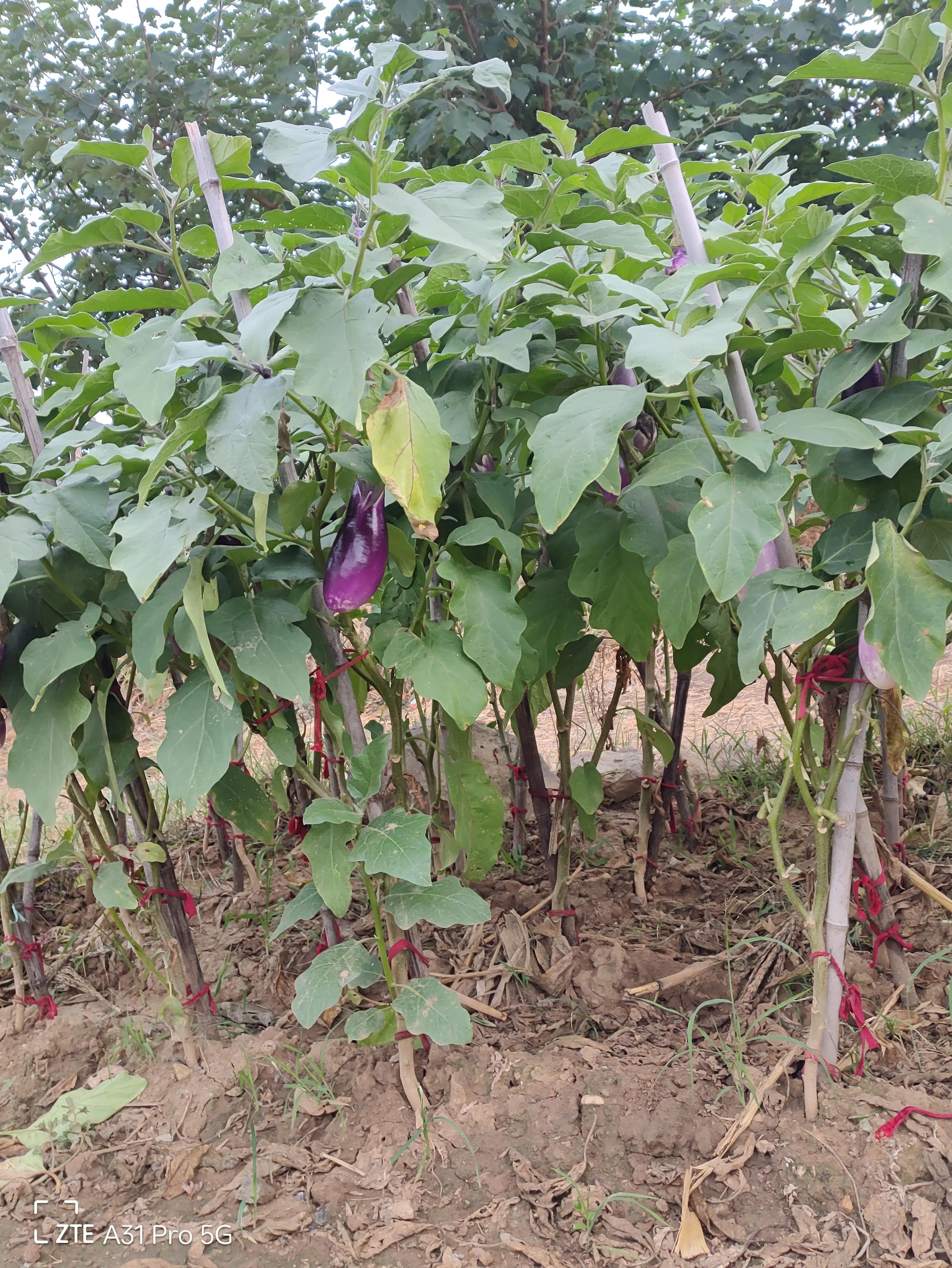 落花生的原名,落花生是什么意思