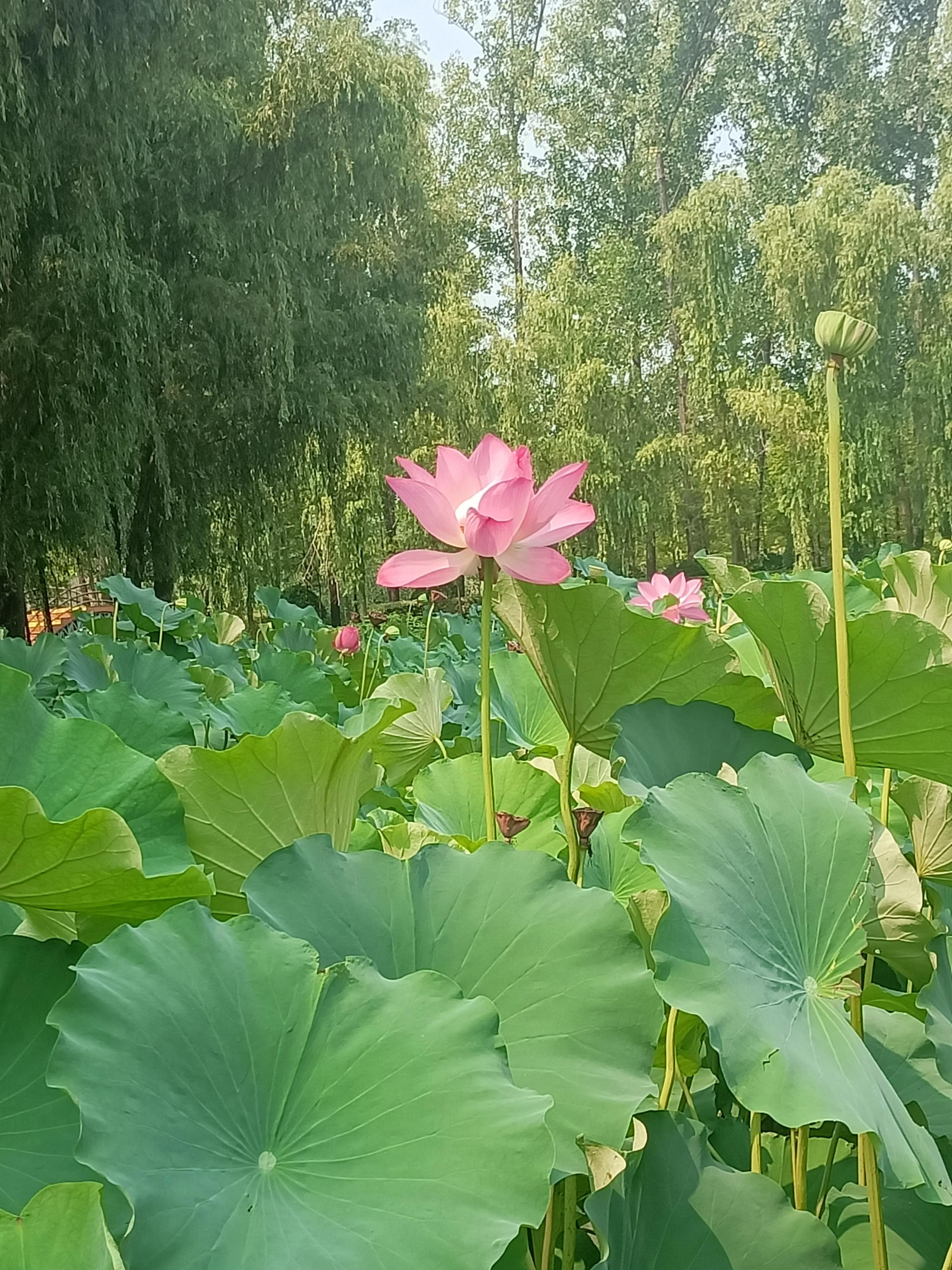 滕州微山湖红荷湿地公园一日游,滕州红荷湿地和微山湖湿地公园