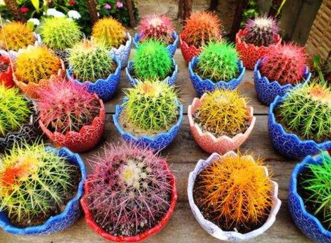 名贵的花卉就一定难养吗,花市的花怎么养得那么好