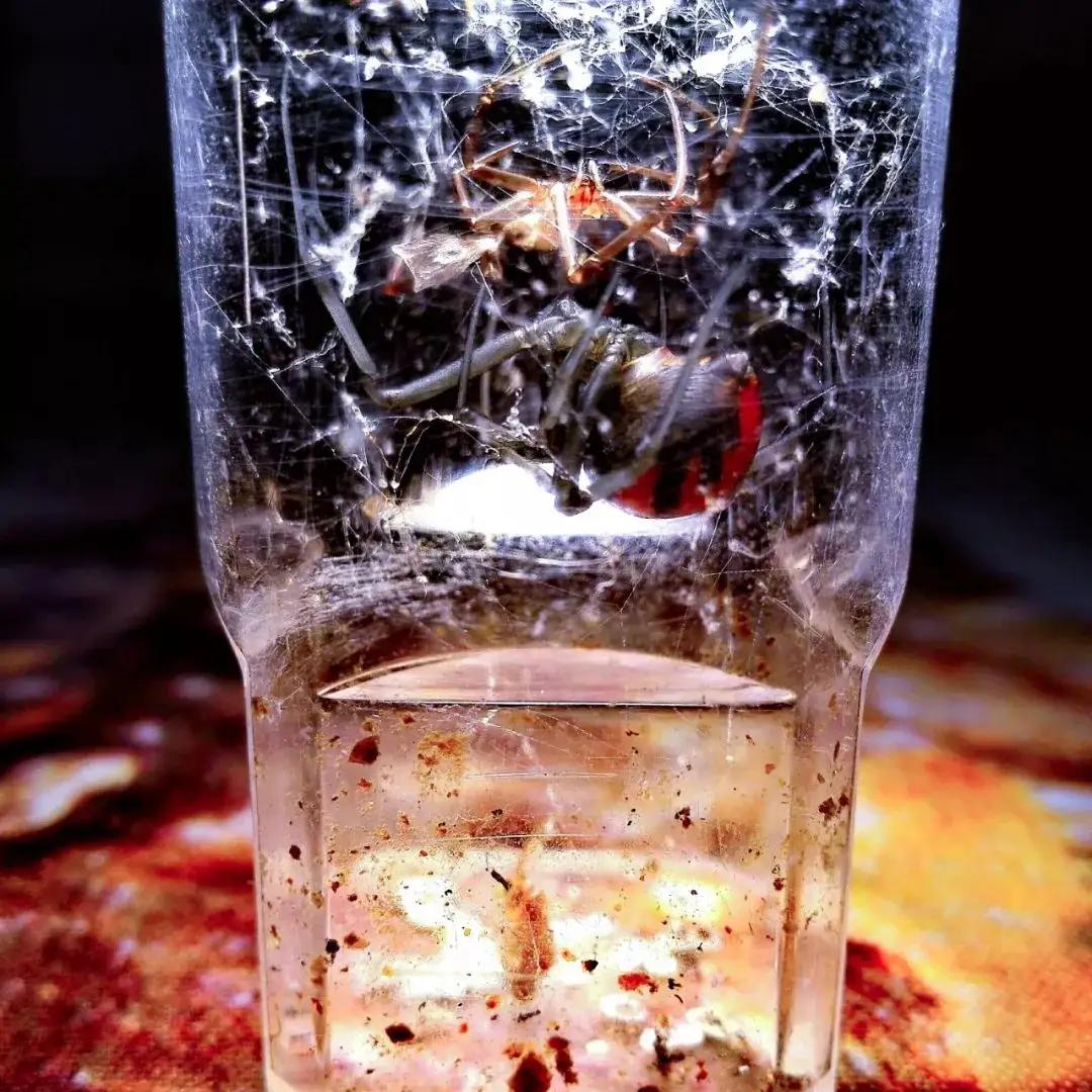 海关查到剧毒蜘蛛,海关查出毒蜘蛛