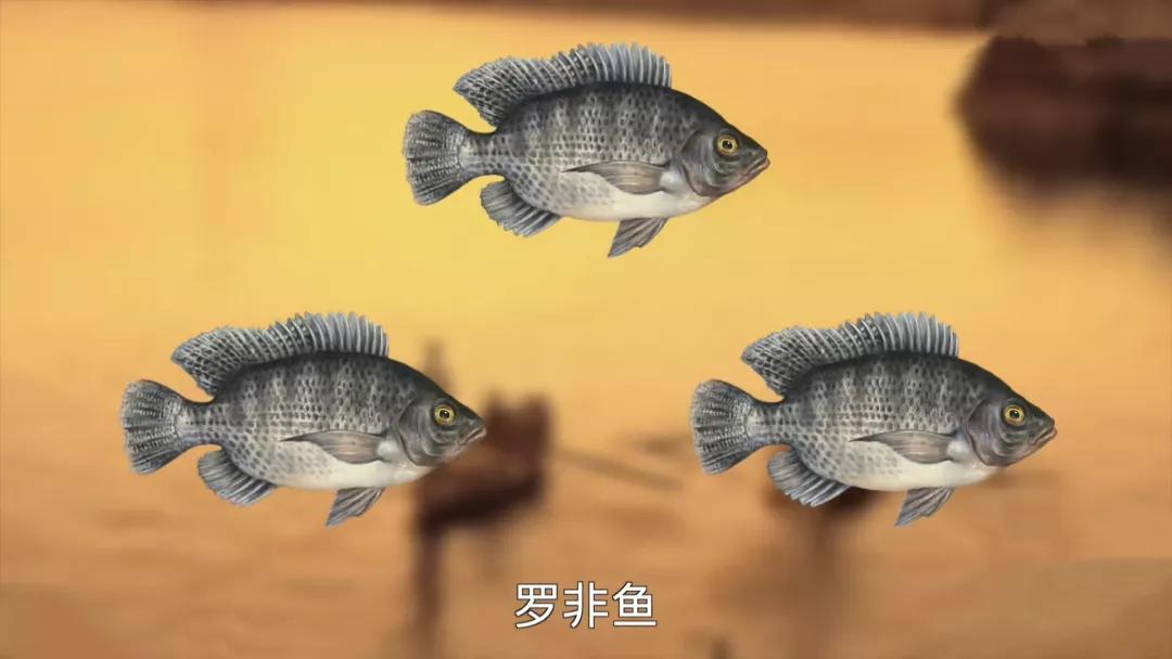 罗非鱼广东人爱吃,为什么美国人喜欢罗非鱼