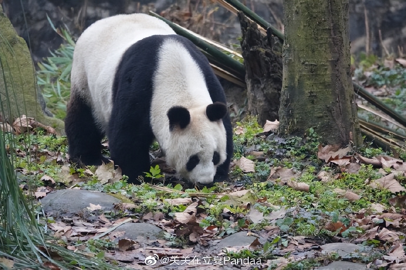 不高的高高和他不白的老婆白云——91年出生的童颜女神大熊猫白云