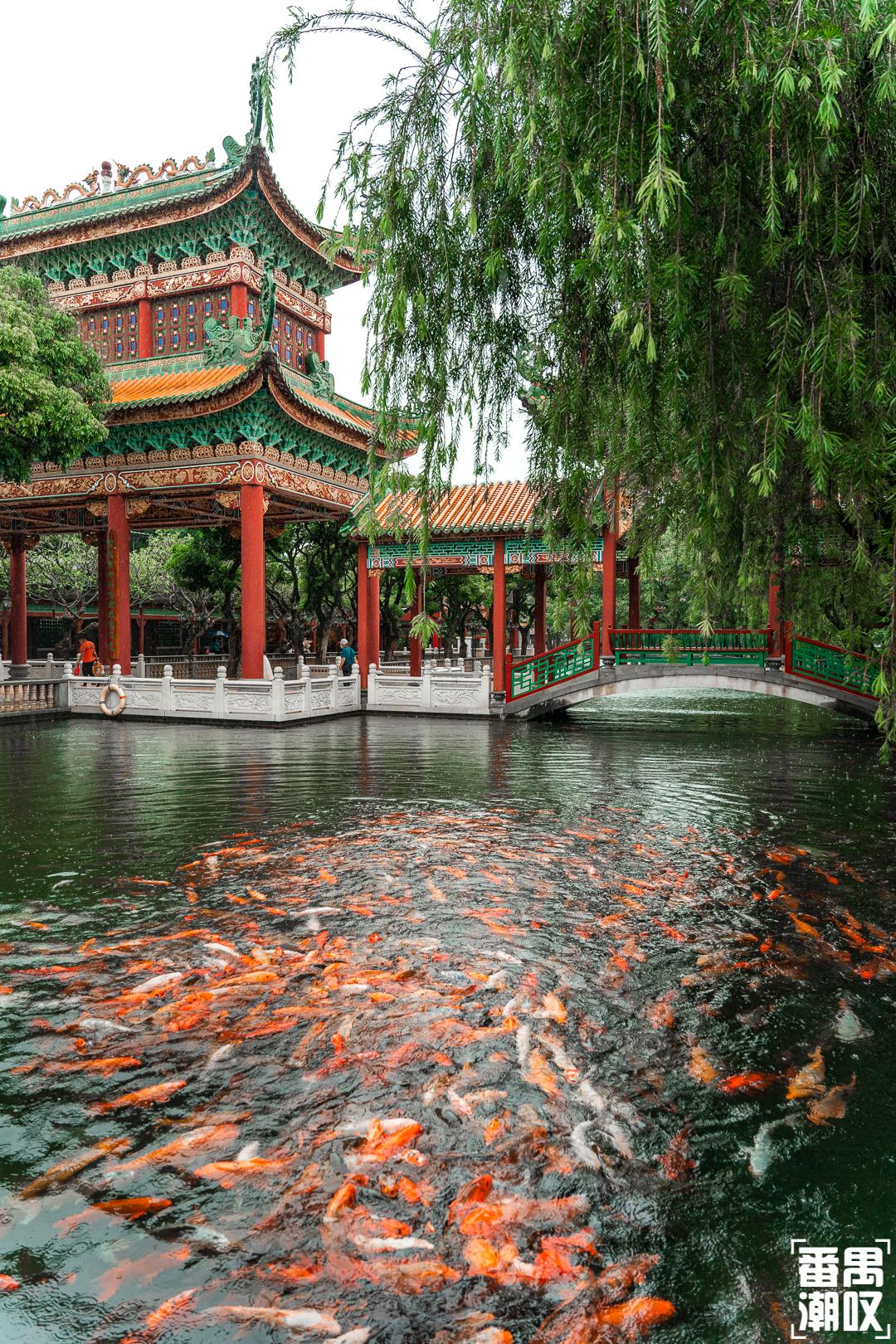 盛夏赴一场荷香之约,与夏天来场清凉的约会