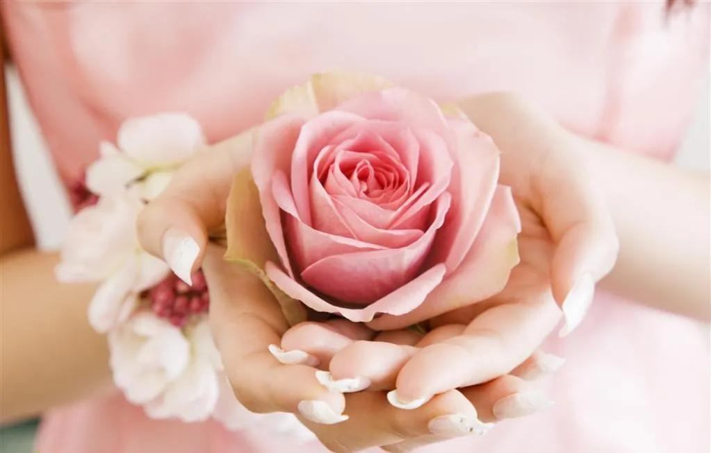 小王子玫瑰花朋友圈背景图,背景图玫瑰花系列高级感