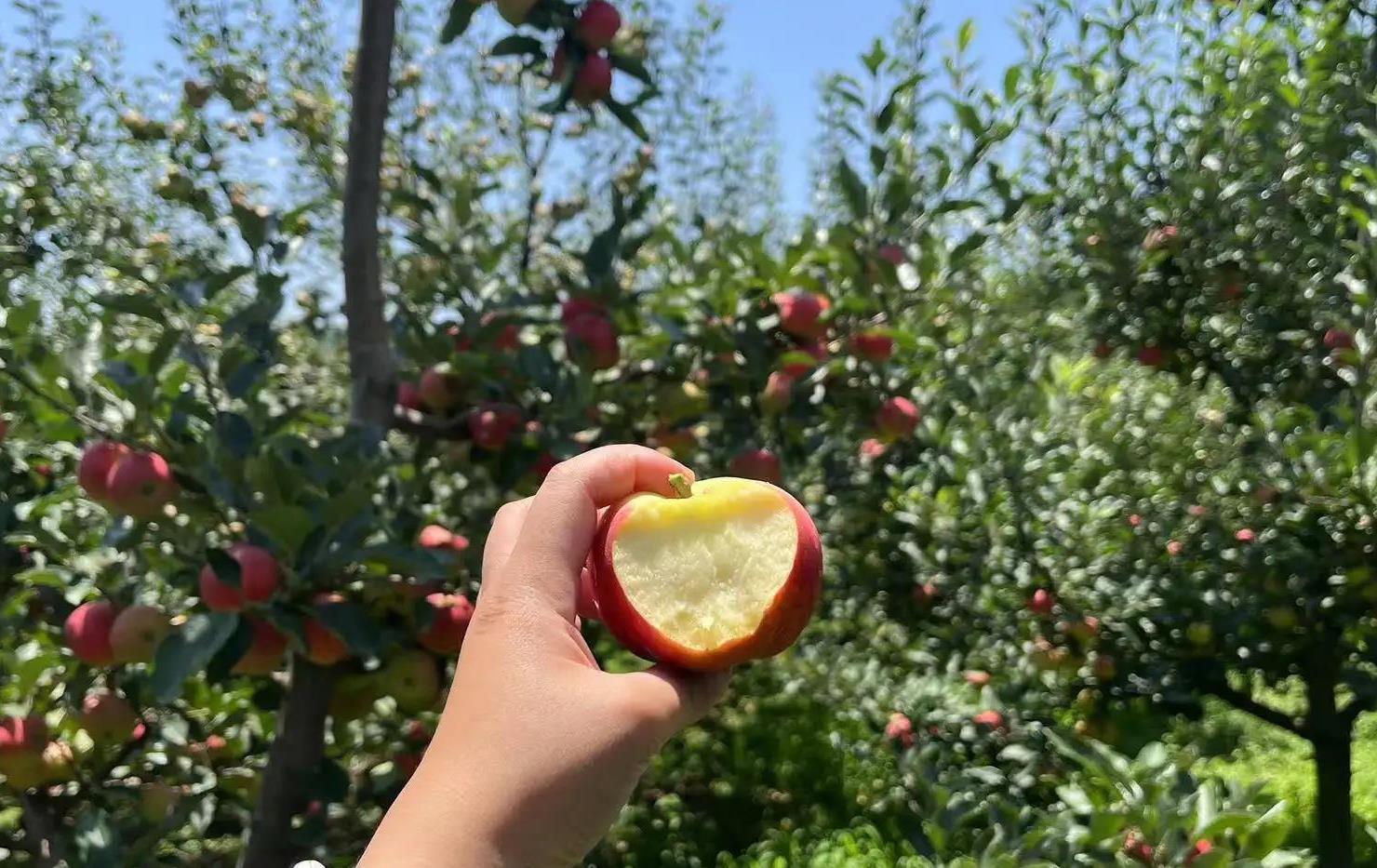 山东烟台苹果哪里的口感最好,全国哪里的苹果最好吃