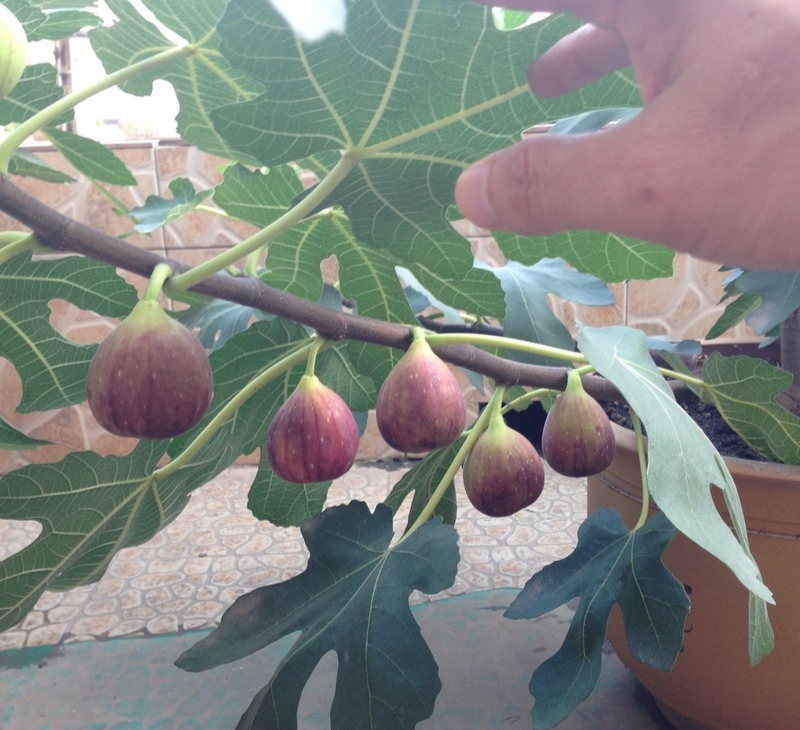 阳台上种菜养花推荐什么,阳台上种菜养花推荐一下