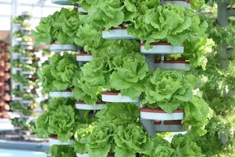 乡村振兴培训品牌标准,农创品牌成为乡村振兴新抓手