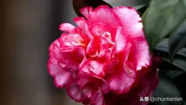 山茶花纯音乐,山茶花