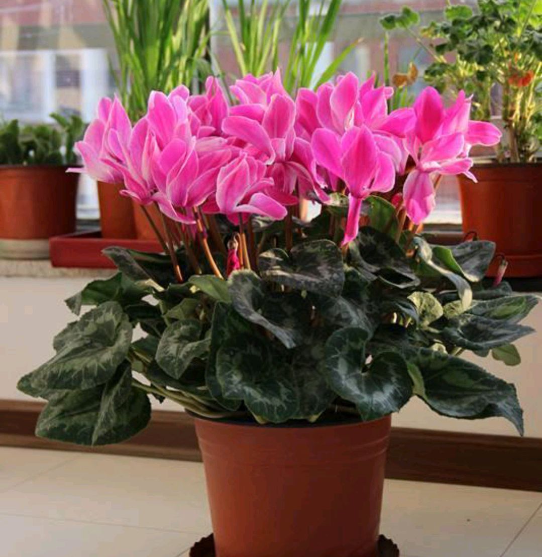 20种吉祥的花,20种年宵花高端又大气